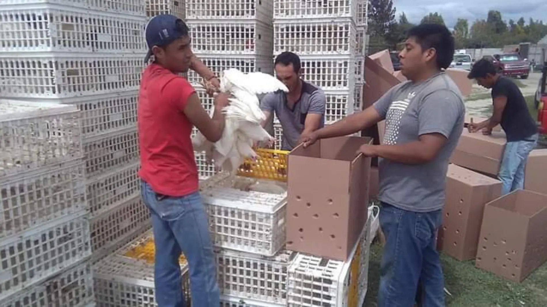 Durante la contingencia las personas se han interesado en la crianza de animales.Cortesía CCI.